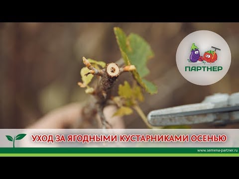Видео: УХОД ЗА ЯГОДНЫМИ КУСТАРНИКАМИ ОСЕНЬЮ
