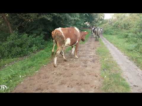 Видео: 18 сентября 2020 г.Возвращаюсь к старой теме кормления!Идем на пастбище!Деревенские новости!