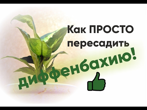 Видео: Пересадка диффенбахии | ВСЕ ПРОСТО