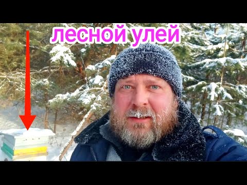 Видео: Как зимуют пчёлы в лесу? ПЧЕЛОВОДСТВО!