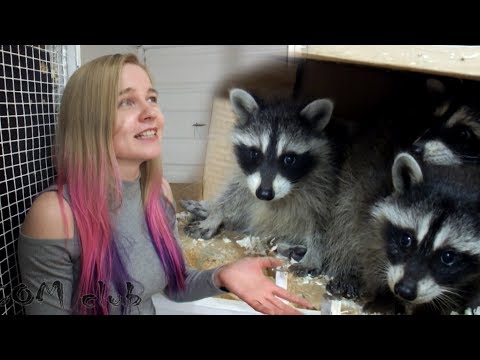 Видео: У нас крошки еноты! Little raccoons