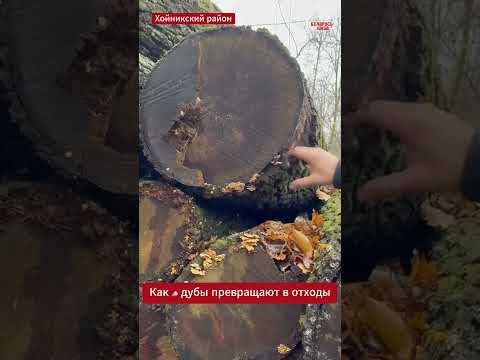 Видео: В Хойникском районе местные «специалисты» показали, как можно превратить 🪵 лесное богатство в мусор