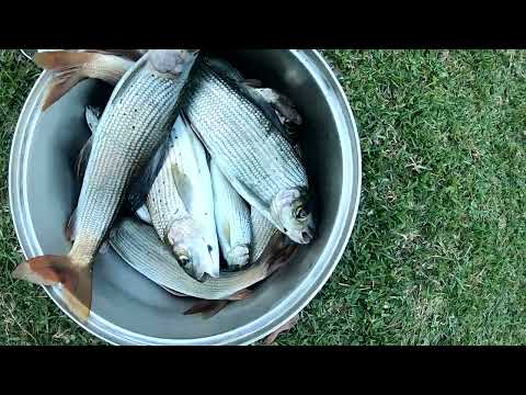 Видео: Часть1 Ранняя осень на реке Бухтарма