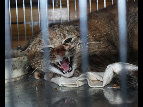 Видео: Осторожно, укусит! "Укрощение строптивого" по-кошачьи. Как приручить дикого котёнка?