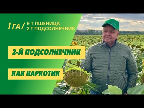 Видео: Подсолнечник как вторая культура в году