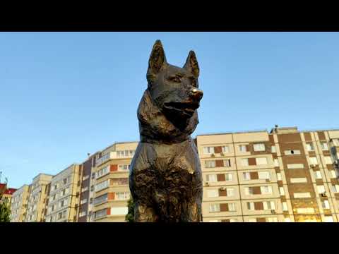 Видео: Не про круиз..Утки на "канарах".. Ястреб в небе.. Памятник собаке Косте (Памятник Преданности)..#тлт