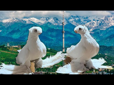 Видео: Птичий рынок Алматы. Двухчубые голуби. Tauben. Pigeons. Palomas. Pombos. 비둘기.