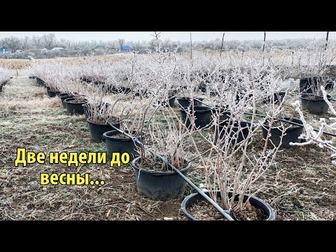 Видео: 14.02.2025 г. Ставрополь. Готовимся к сезону.