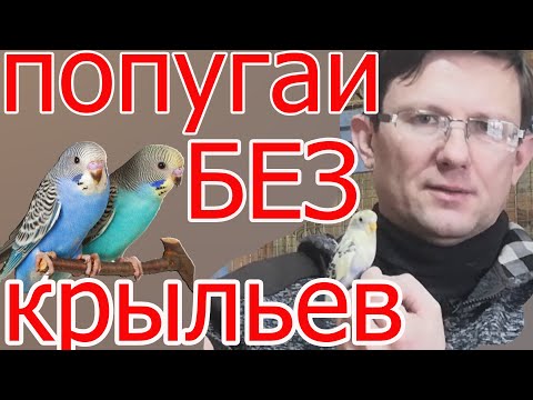 Видео: Волнистые попугаи.Что стало с бескрылыми попугаями.
