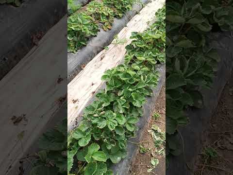 Видео: 19 октября 2025 г.