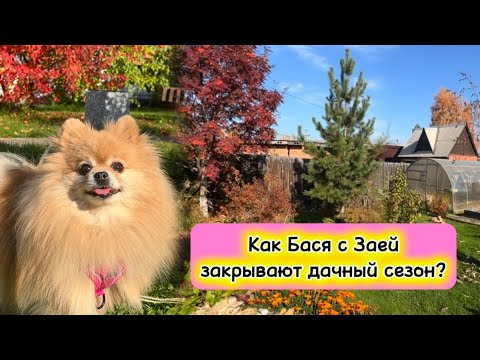 Видео: Как Бася и Зая закрывают дачный сезон?