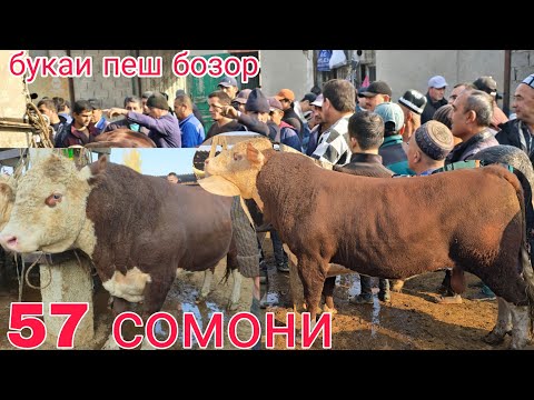 Видео: 24 октября 2025 Г.МОЛБОЗОРИ ХИСТЕВАРЗ Ш ХУЧАНД ТОЖИКИСТОН MOLBOZOR BOZOR 