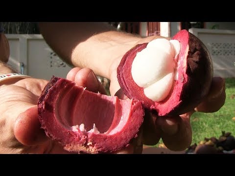 Видео: МАНГУСТИН - Вкуснейший Фрукт Таиланда! Его должен вкусить каждый! Лучшие Фрукты. Brief Thailand