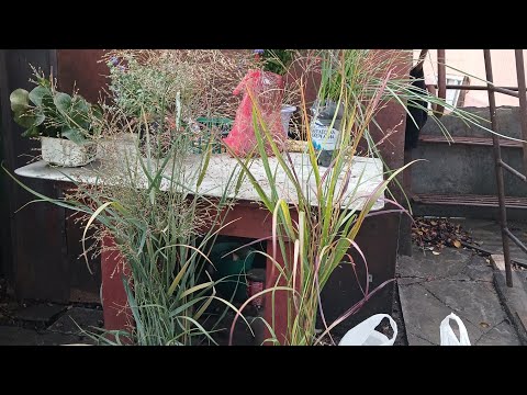 Видео: Нові рослинки з Харкова