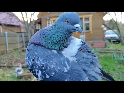 Видео: АНАСТАСИЯ. Фрифлай и голуби - компаньоны