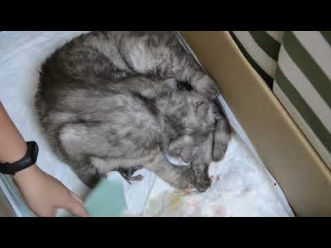 Видео: Роды шотландской кошки. Рождение котят