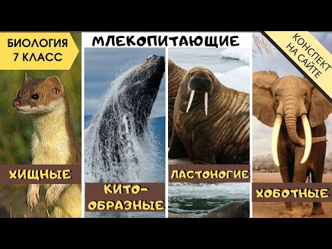 Видео: Отряды Китообразные, Хищники, Ластоногие, Хоботные. Класс Млекопитающие. Биология 7 класс. Животные