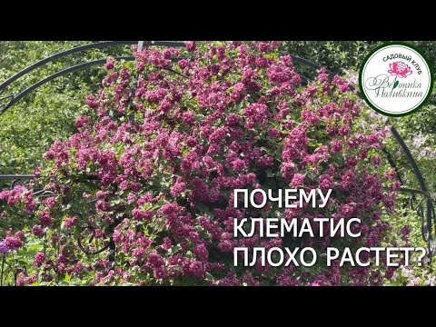 Видео: Почему клематис плохо растет и не цветет