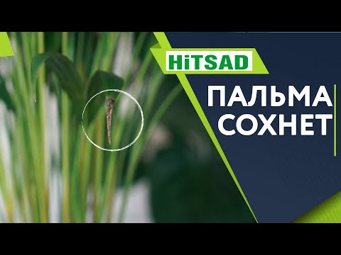 Видео: Почему ЧЕРНЕЮТ ЛИСТЬЯ у пальмы комнатной ✔️ Уход за пальмой Дома