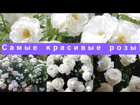 Видео: 10 самых красивых белых роз