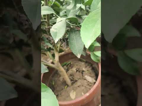 Видео: Лимон кочатларни енг зорлар  ишончли шохдорларидан тел +99893 9564959 тел +99877 0075896