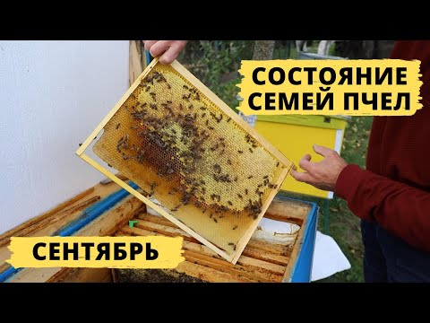 Видео: Состояние семей пчел на конец сентября