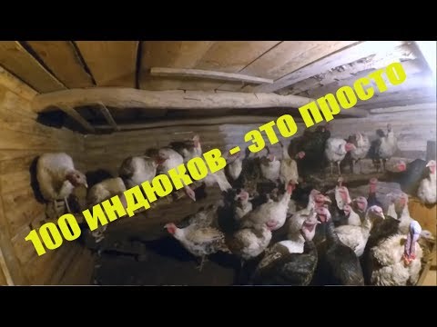 Видео: 🦃 Как я 100 индюков первый раз"поднимал" // Индюки - разведение