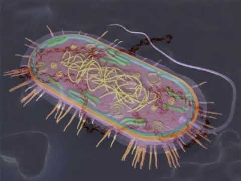 Видео: Бактерия жасушасының құрылымы