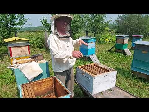 Видео: Пчеловодство № 110 Что делать с трутовкой? Как исправить отрутневевшую семью?