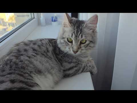Видео: Уличная кошка Анфиса наконец обрела дом.