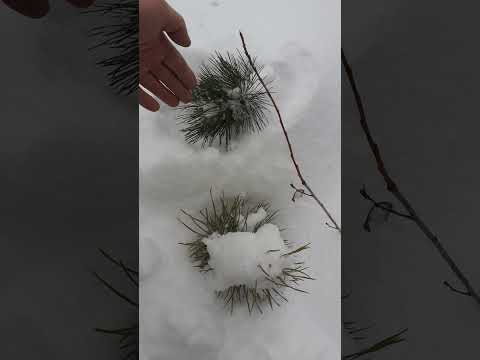 Видео: Кедровый стланик под снегом. Небольшой обзор.