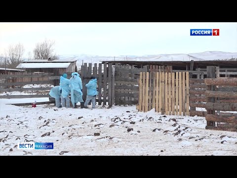 Видео: В Аскизе новые очаги узелкового дерматита