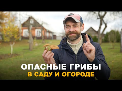 Видео: ЭТИ ГРИБЫ МОГУТ УНИЧТОЖИТЬ ВАШ САД. Самые опасные для сада грибы.