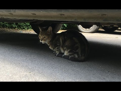 Видео: БЕНГАЛЬСКАЯ КОШКА С РУБЛЕВКИ / rublevkaTV