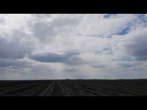 Видео: сорняк на луке