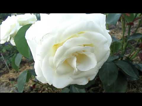 Видео: РОЗЫ.МОИ ПЕРВОГОДКИ.КАК РАЗВИВАЮТСЯ.