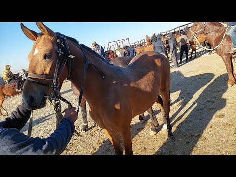 Видео: ЖЫЛҚЫЛАР ШЫМКЕНТ МАЛ БАЗАРЫ .