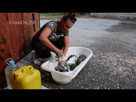 Видео: Папоротник Орляк, ответы на вопросы. Часть 2 - засолка...