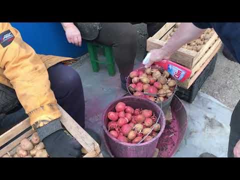 Видео: Открытие сезона2022 посадка картофеля под мотоблок!