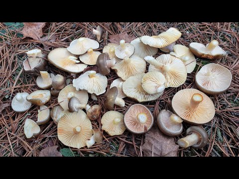 Видео: СОБИРАЕМ ГРИБЫ ГИГРОФОРЫ ВЕШЕНКИ И СЫРОЕЖКИ ! ДЕГУСТАЦИЯ ГРИБОВ ! Грибы 2020 !