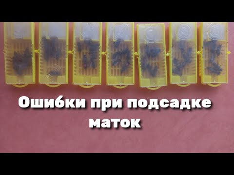 Видео: Ошибки при подсадке маток.