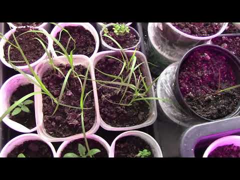 Видео: Мои пеннисетумы из семян.   Красивейшие злаки