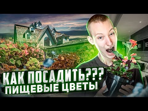 Видео: Как посадить пищевые цветы дома? Съедобные цветы как бизнес идея!