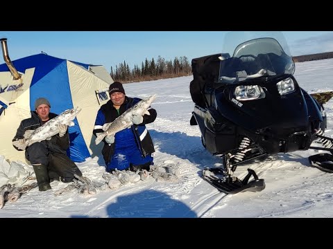 Видео: Рыбалка на Щуку# рвёт леску и ломает жерлицы#рыбалка Налим
