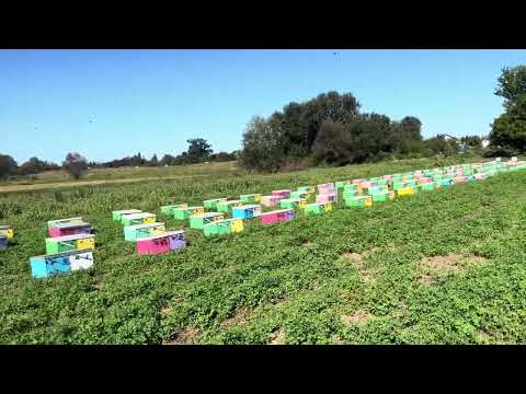 Видео: Промислова пасіка🐝🐝