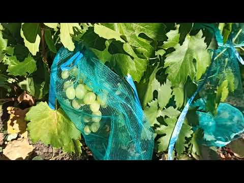 Видео: Виноград. Необычный случай. Такое я вижу впервые. 
