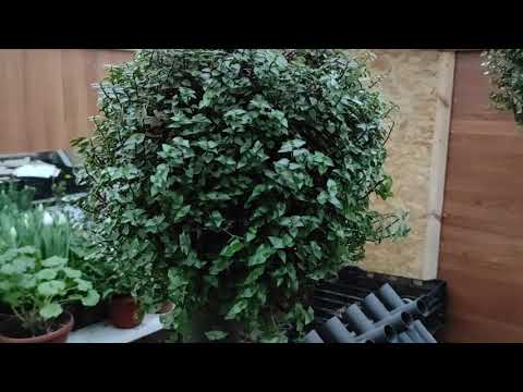 Видео: Каллизия ползучая (мелколистная, репенс).  Обзор 22 февраля 2021 г.