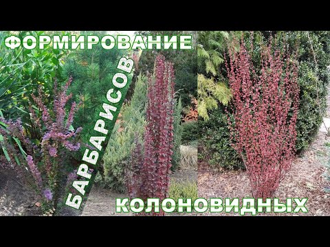 Видео: Формирование колоновидных барбарисов в течение сезона.