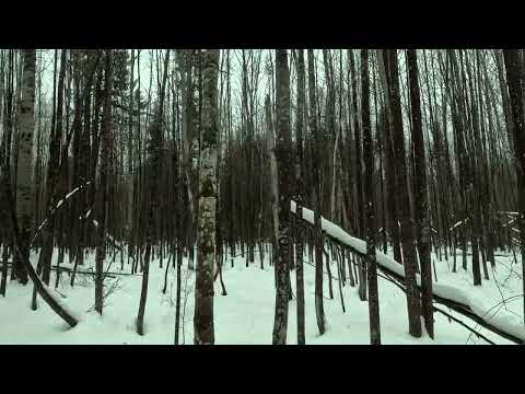 Видео: Охота с Русской пегой гончей. 21. 12. 2024 год.