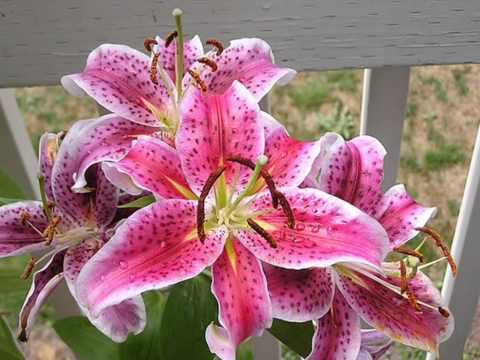 Видео: Ч.Чаплин,музыка к кинофильму Огни большого города